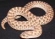 Heterodon female 3.JPG