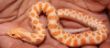Orange Albino.JPG