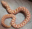 Red Albino..JPG