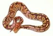Banana Cinnamon Yellow Belly Paradox.jpg