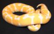 Albino female 2.JPG