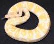 Albino male 1.JPG