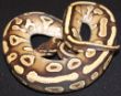 Mojave female 2.JPG