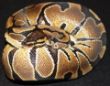 New Woma female 2.JPG