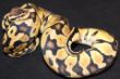 Pastel female 2.JPG