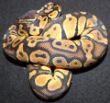 Pastel male 1.JPG