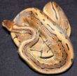 Pnstripe male 1.JPG