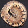 Woma male 1.JPG