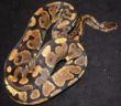yelow belly male 2.JPG