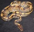  Enchi Pastel.JPG