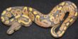 Butterscotch Hypo (Ghost)..JPG