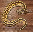 Super Pastel Mojave-1 (3).JPG