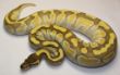 Butter Enchi.JPG