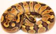 Enchi Yellow Belly.JPG