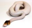 Spider Piebald.JPG