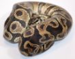 Vanilla Yellow Belly.JPG