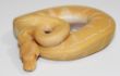 Pinstripe Albino.JPG